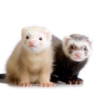 Ferret